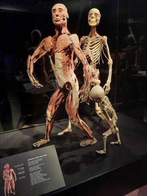 Lekcja anatomii i ewolucjonizmu_8